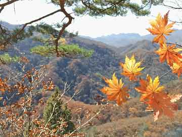 椿树坪村民委员会发展规划概览